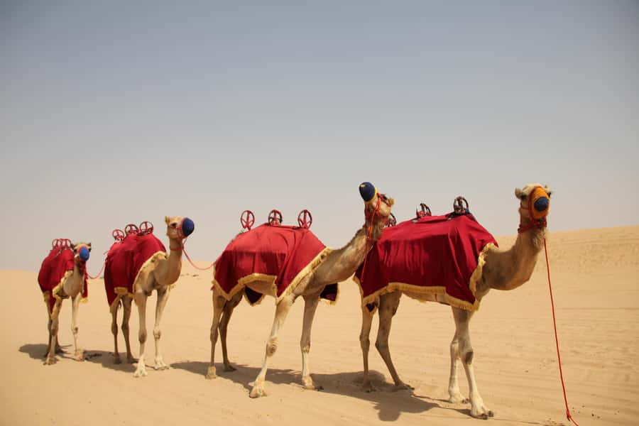 Dubai: Bedouin Camp, Dune Safari, Falcon Show & BBQ Dinner - Sandboarding and the sunset dune