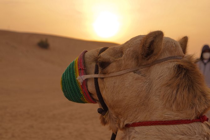 Dubai Buggy Tour in red sands and Desert Safari - How much value do you get for $250?