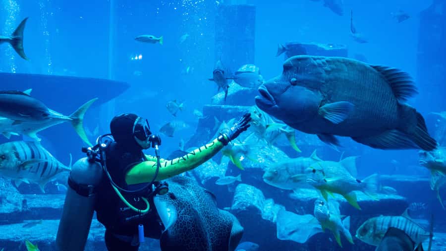 Dubai: City Tour with Iconic Attractions Tickets - The View shows why Palm Jumeirah is so famous
