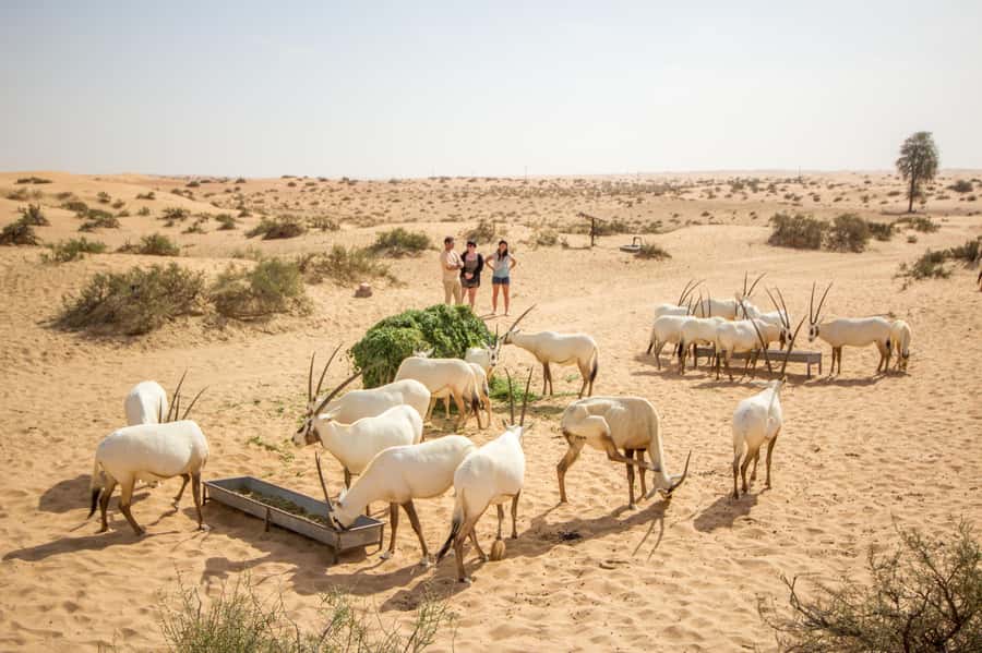 Dubai: Conservation Drive & Platinum Breakfast - Why this is a different kind of Dubai desert morning