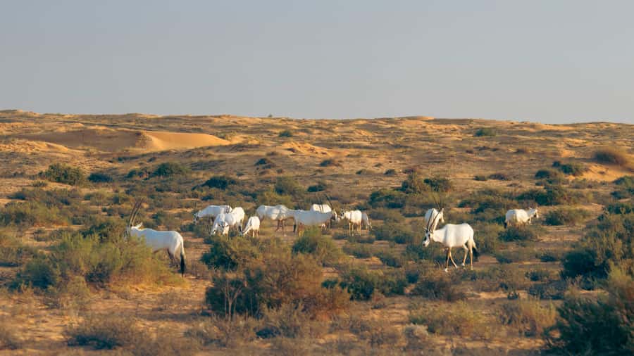 Dubai: Conservation Drive & Platinum Breakfast - The short camel ride and the remote desert lake