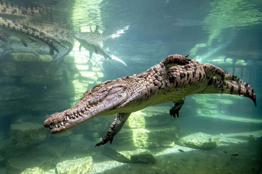 Dubai Crocodile Park Ticket - Meeting the Nile crocodiles up close