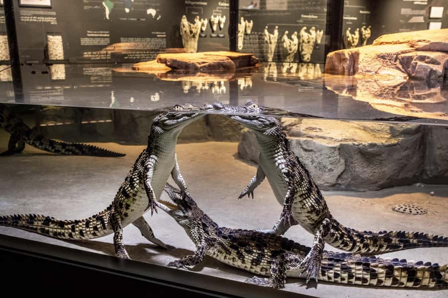Dubai Crocodile Park Ticket - An African-themed habitat with room to look around