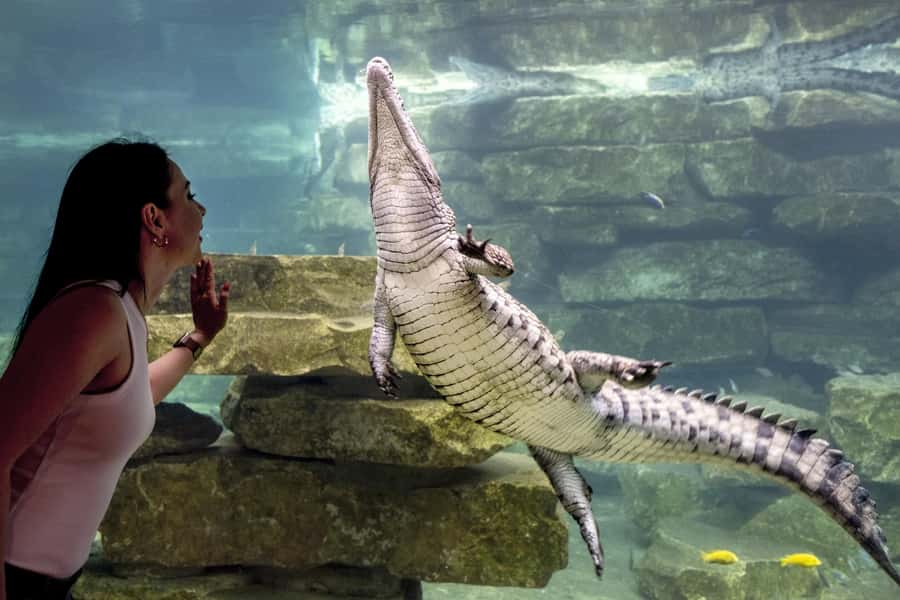 Dubai Crocodile Park Ticket - Baby crocodile handling, when available