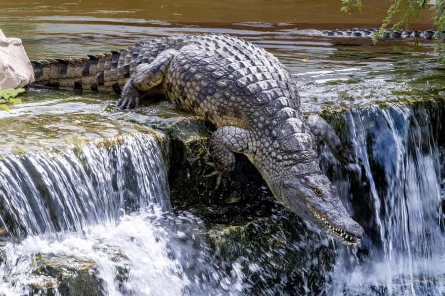 Dubai Crocodile Park Ticket - Who will get the most from this visit