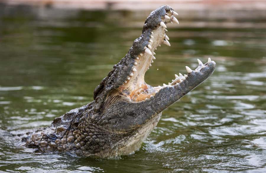 Dubai Crocodile Park Ticket - What the educator-led visit adds