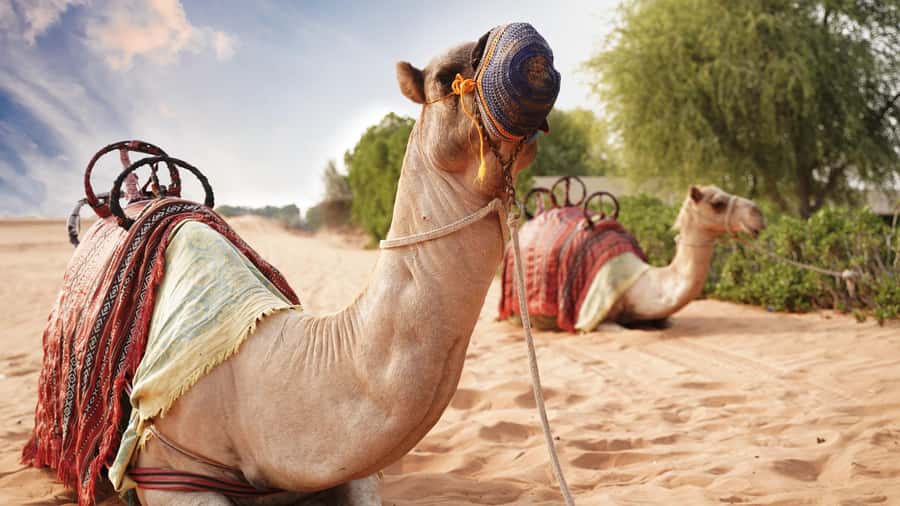 Dubai Desert Adventure: Red Dunes Guided Quad/Polaris & BBQ - Should you book it?