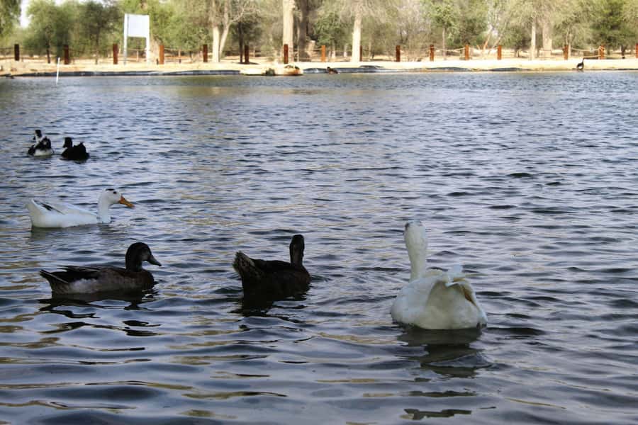 Dubai Desert Morning Drive with Wildlife Experience - Key points to know before booking