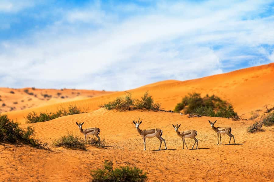 Dubai Desert Morning Drive with Wildlife Experience - A desert morning with more than dune bashing