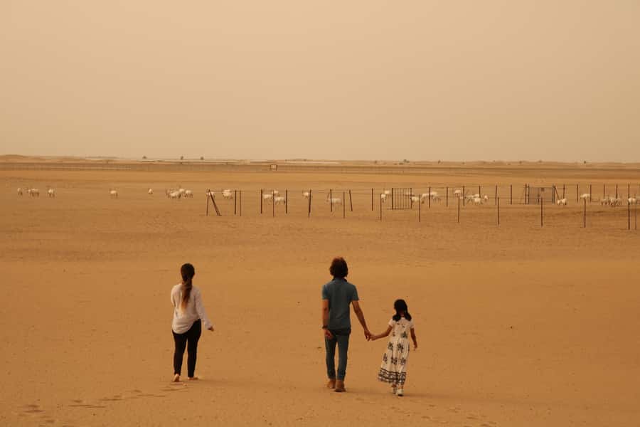 Dubai Desert Morning Drive with Wildlife Experience - Oryx and gazelles at the feeding station