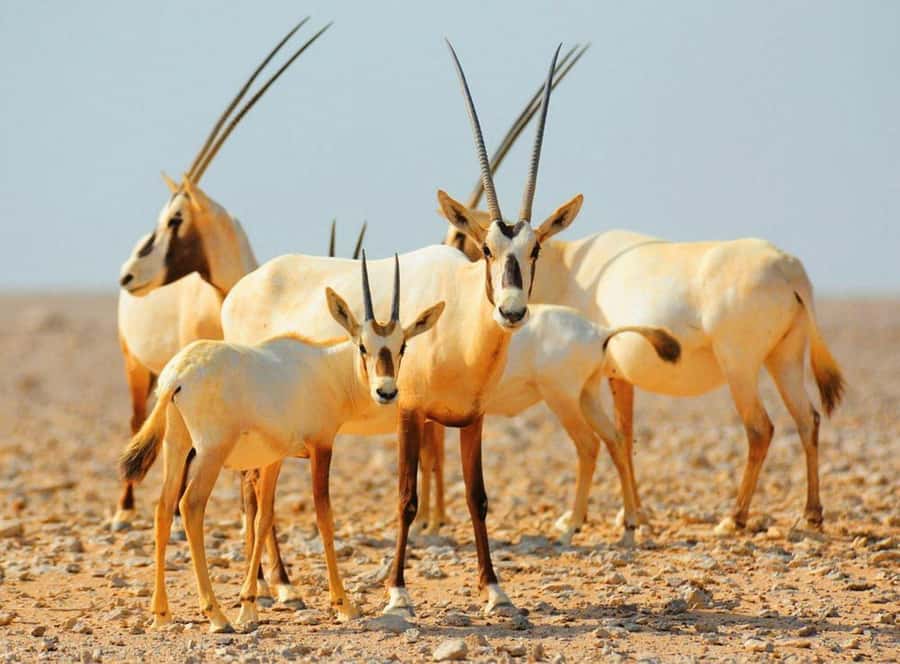 Dubai Desert Morning Drive with Wildlife Experience - Hotel pickup and the private 4x4