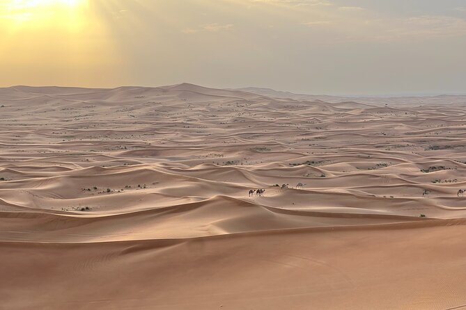 Dubai Desert Safari, Camel, Live BBQ & Shows (Private 4x4 Car) - The Al Aweer camp and what the evening adds