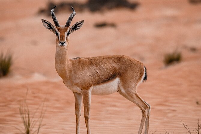 Dubai Desert Safari: Camel Ride, Sandboarding, BBQ & House Drinks - Camel riding and sandboarding at camp