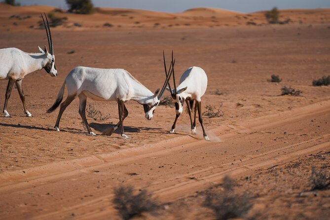 Dubai Desert Safari: Camel Ride, Sandboarding, BBQ & House Drinks - An Arabic BBQ beneath the stars