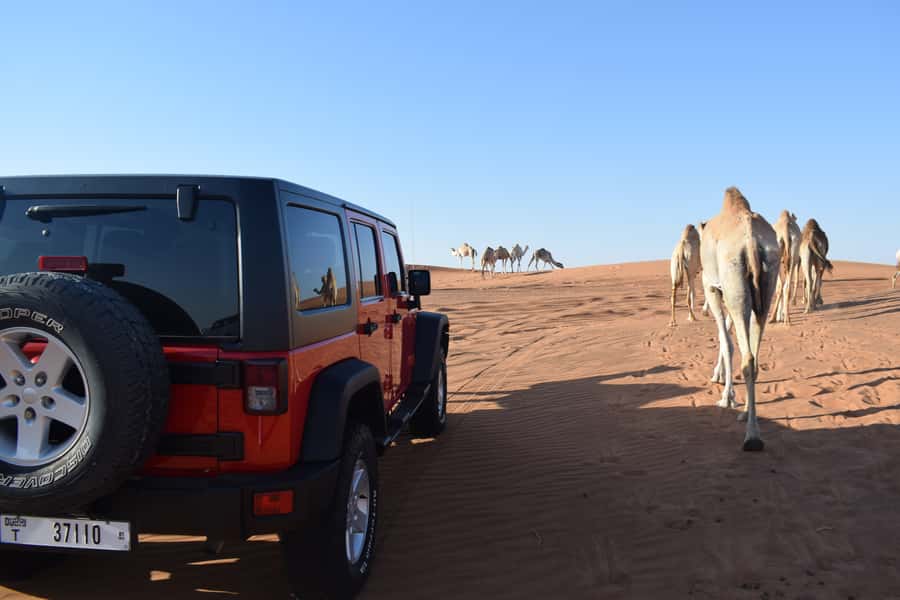 Dubai: Desert Safari, Quad Bike, Camel Ride and Sandboarding - What the $29 price really covers