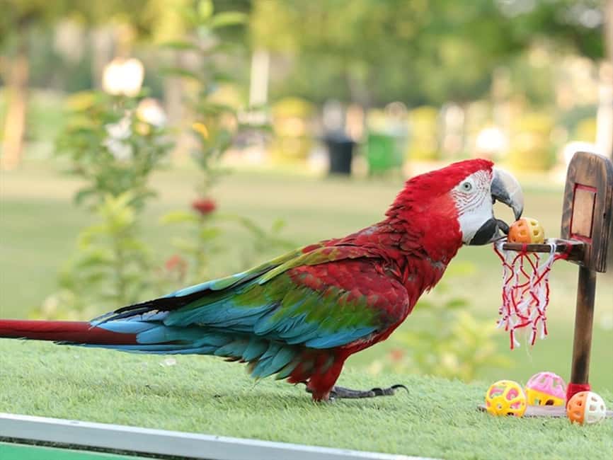 Dubai: Dubai Dolphinarium Dolphin, Seal & Bird Show Tickets - Quick points to know