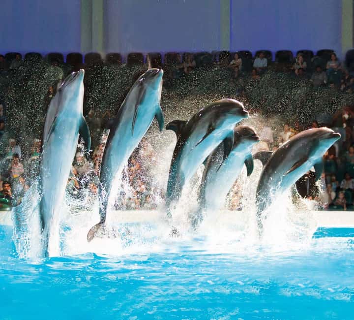 Dubai: Dubai Dolphinarium Dolphin, Seal & Bird Show Tickets - Dubai Dolphinarium’s main dolphin and seal show