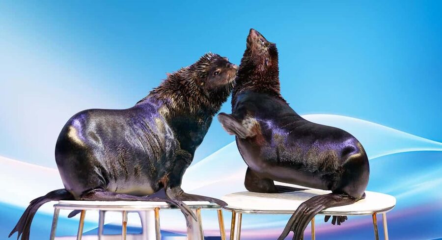 Dubai: Dubai Dolphinarium Dolphin, Seal & Bird Show Tickets - The exotic bird show, from parrots to falcons