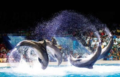 Dubai Dolphinarium Dolphin, Seal & Bird Show Tickets