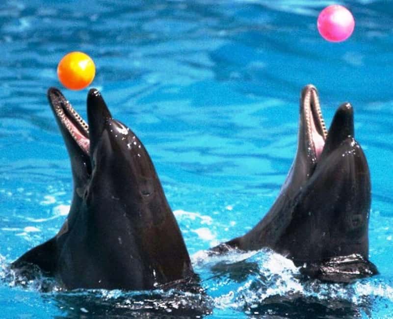 Dubai: Dubai Dolphinarium Dolphin, Seal & Bird Show Tickets - Getting to Creek Park Gate 1