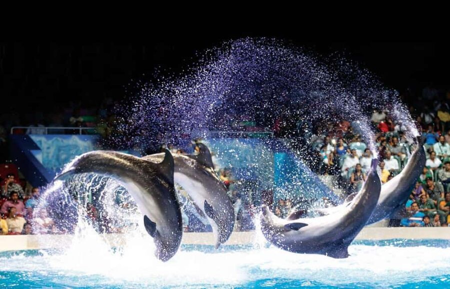 Dubai: Dubai Dolphinarium Dolphin, Seal & Bird Show Tickets - What the animal training means for you