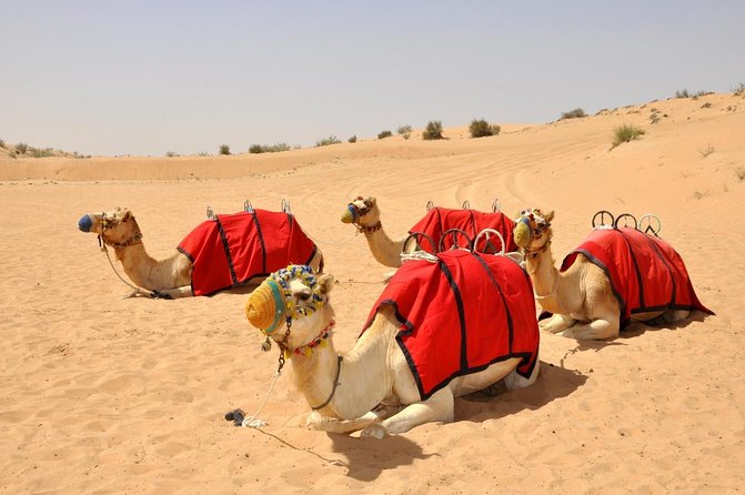 Dubai Evening 4x4 Desert Safari, Shows, Camel Ride BBQ Dinner - Key points at a glance
