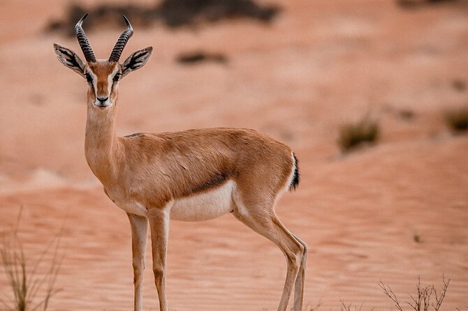Dubai Evening Desert Safari: Sandboarding, BBQ, Camel Ride & more - Is $109 good value?