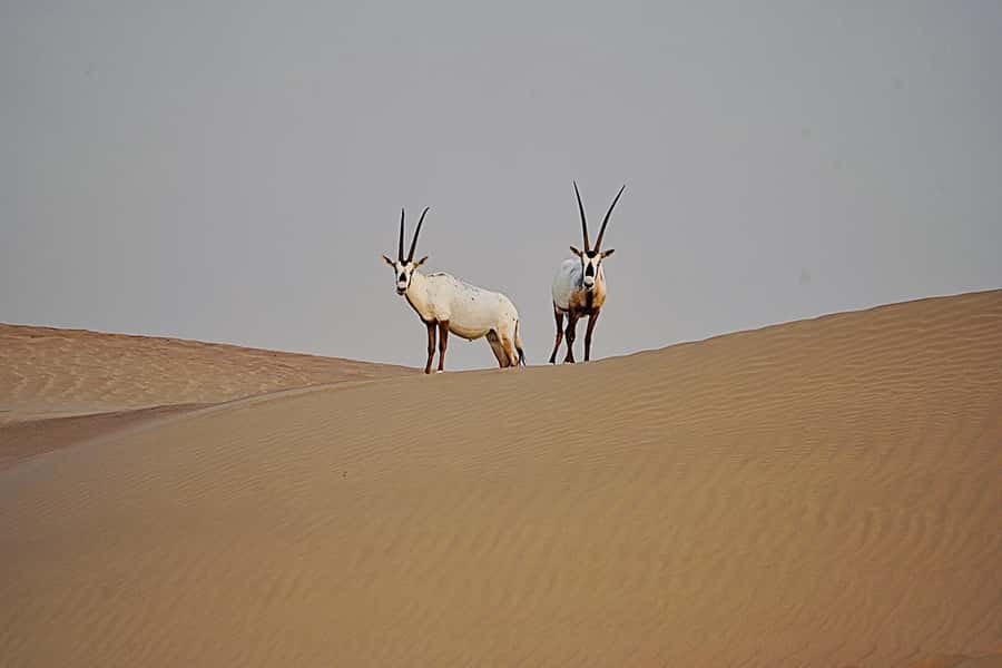 Dubai: Half-Day Camel Trekking with Al Marmoom Breakfast - What the five-hour schedule feels like
