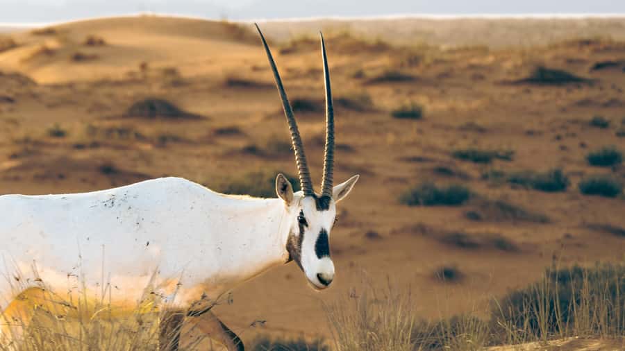 Dubai: Heritage Desert Safari wtih Overnight and Breakfast - Sunrise, camel riding, and the breakfast worth waiting for