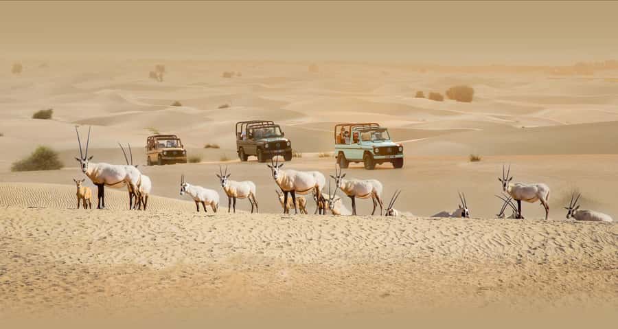 Dubai: Heritage Safari, Camel Ride & Al Marmoom Oasis Dinner - Key details before you book