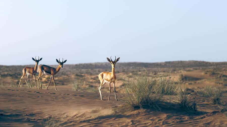 Dubai: Heritage Safari in Vintage Land Rover with Dinner - Why this desert safari feels different