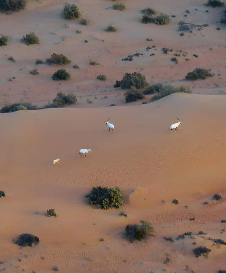 Dubai: Hot Air Balloon, Camel Ride, Desert Safari & More - Quad biking: fun, but keep expectations modest