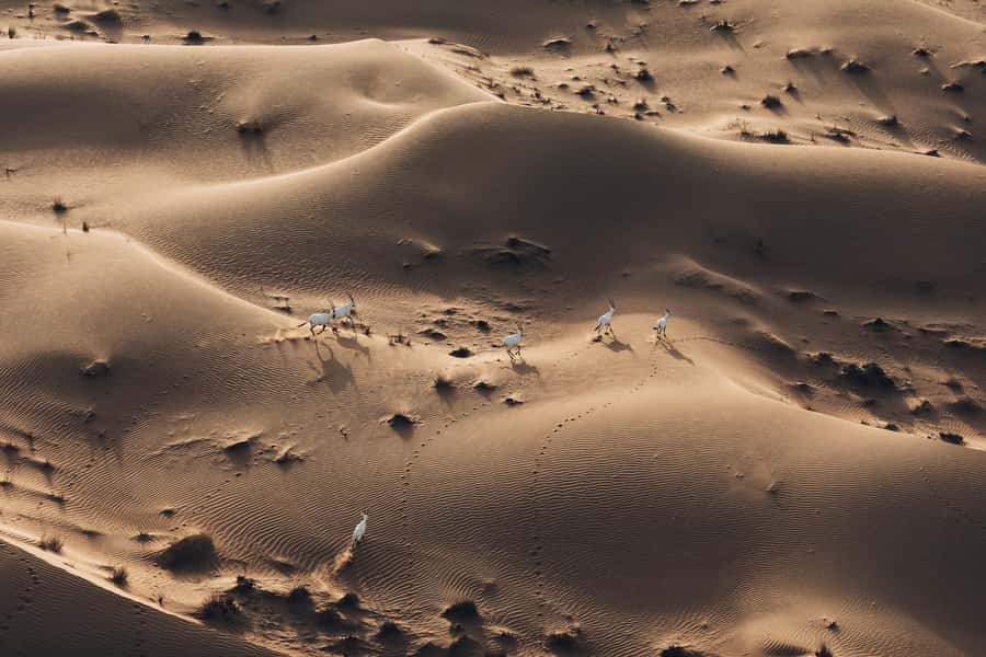 Dubai: Hot Air Balloon Ride with Camel Ride & Falcon Show - Who Should Book This Morning?
