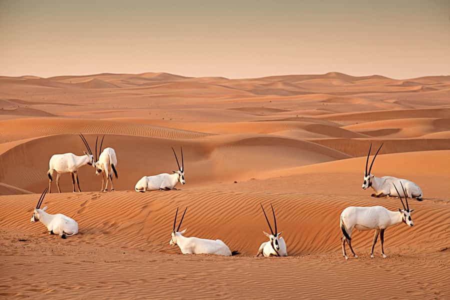 Dubai: Hot Air Balloon with Camel, ATV, & Horse Ride Options - Who will enjoy this morning most?