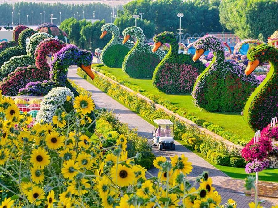 Dubai: Miracle Garden, Global Village, and Dubai Frame - Miracle Garden: flowers where you least expect them