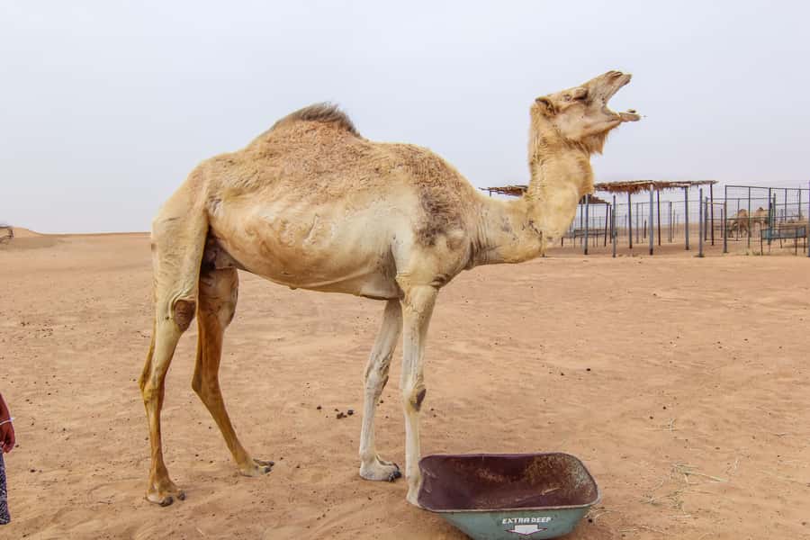Dubai: Morning Desert Safari with Camel Ride & Sandboarding - What to wear and bring for a better morning