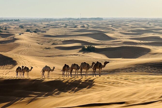 Dubai Morning Evening Desert Safari,Sand boarding and Camel ride - Sandboarding: easy to try, harder to master