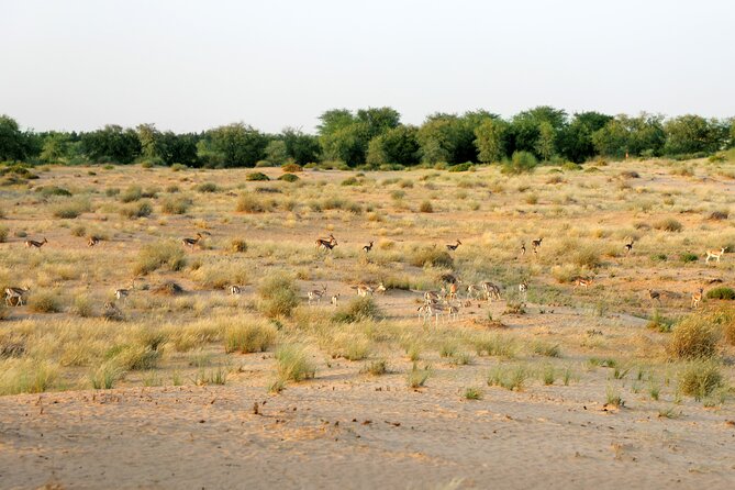 Dubai: Morning Heritage Safari by Vintage G Class & Al Marmoom Oasis - The 10 to 12-minute camel caravan ride