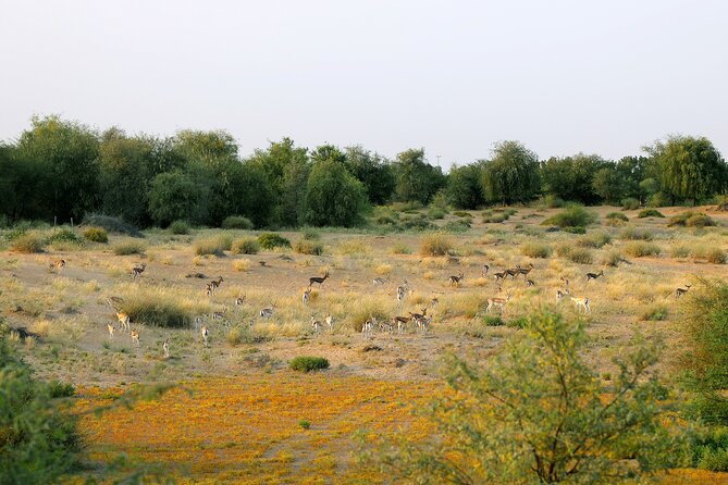 Dubai: Morning Safari by Vintage G Class & Al Marmoom Experience - A quieter way to see Dubai’s desert