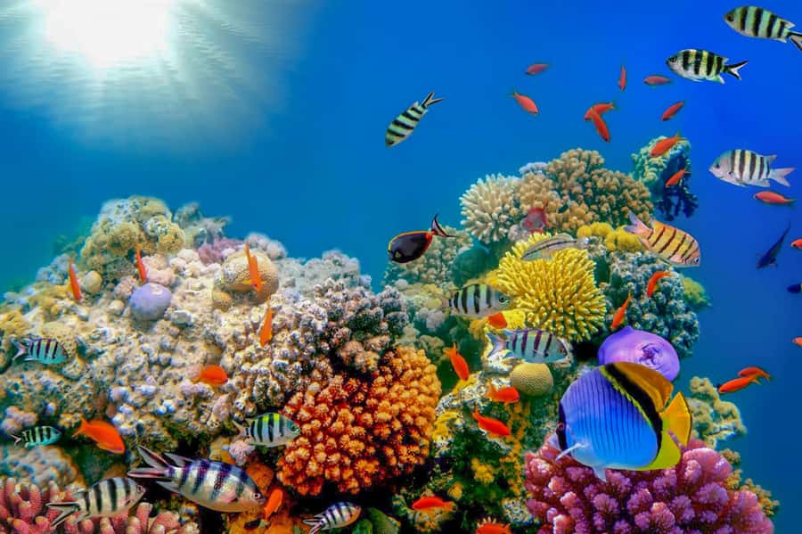 Dubai: PADI Open Water 18-Meter Diving Certification - Key points to know before booking