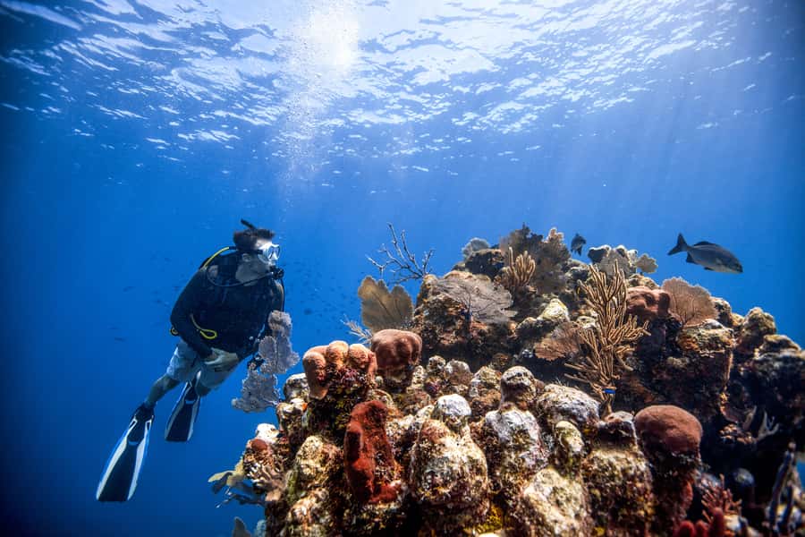 Dubai: PADI Open Water 18-Meter Diving Certification - Is $446 a fair price?