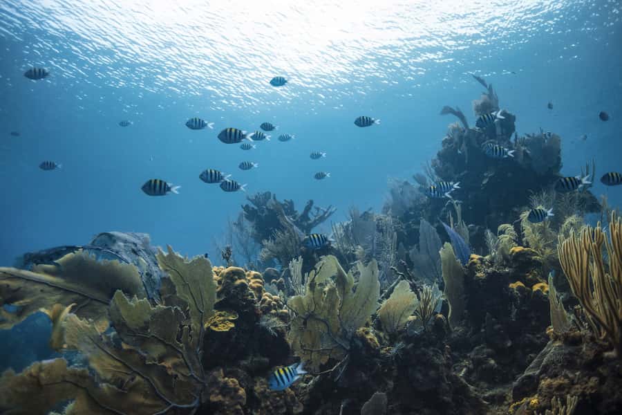 Dubai: PADI Open Water 18-Meter Diving Certification - A practical booking plan