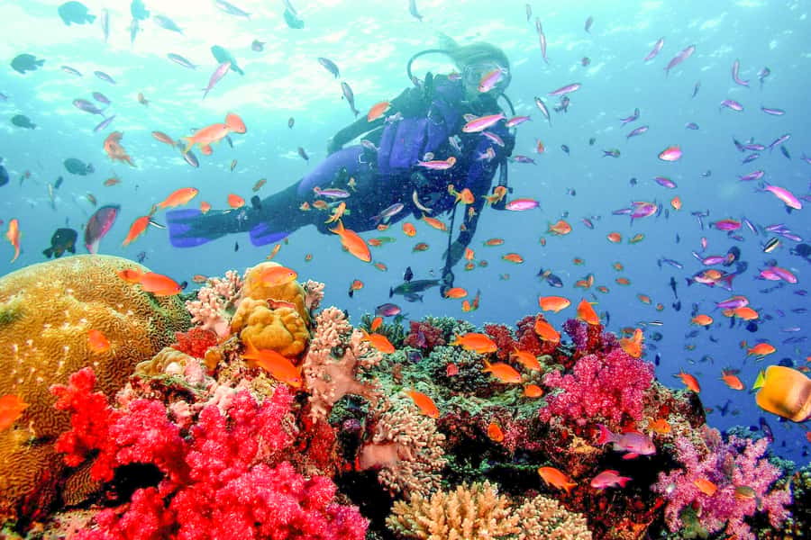 Dubai: PADI Open Water 18-Meter Diving Certification - Studying at home before meeting the instructor