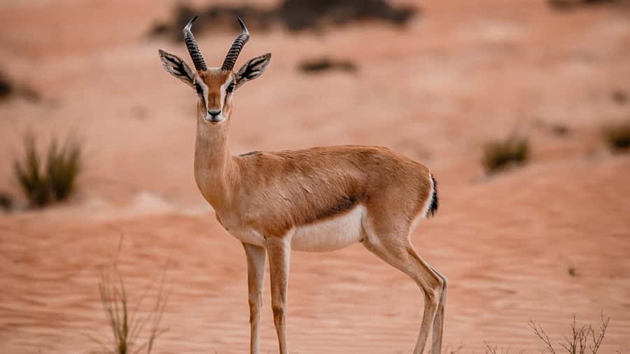 Dubai: Premium Desert Safari, Camel Ride, BBQ & Sandboarding - Leaving Dubai for the red dunes