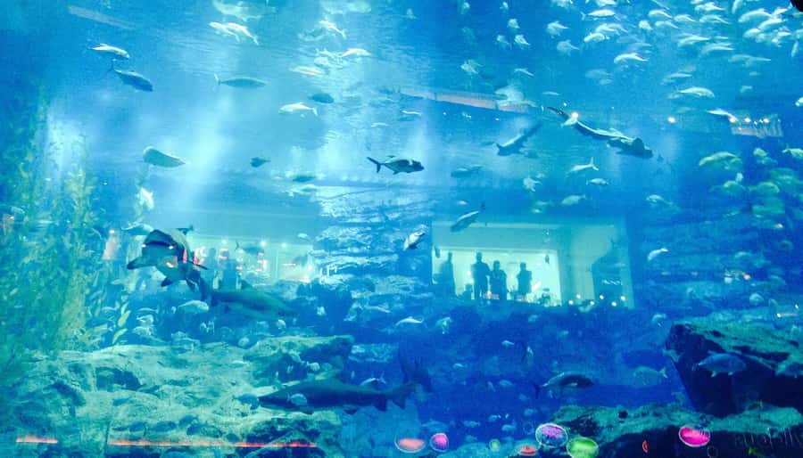 Dubai: Premium Half-Day Dubai Highlights Tour small group - Madinat Jumeirah and the Burj Al Arab view
