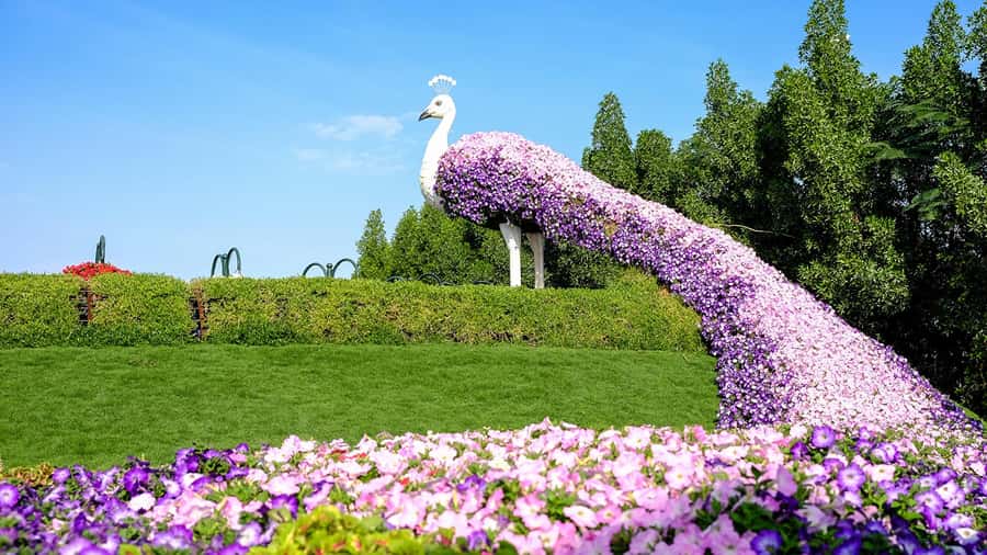 Dubai: Private Dubai Flora and Fauna Trip - Butterfly Garden: one hour under climate-controlled domes