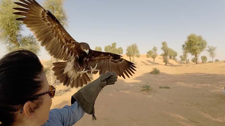 Dubai: Private Falconry Safari - A quiet start in the Dubai desert