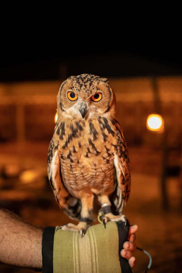 Dubai: Private Night Safari & Astronomy with 3-Course Dinner - Astronomy under a desert sky