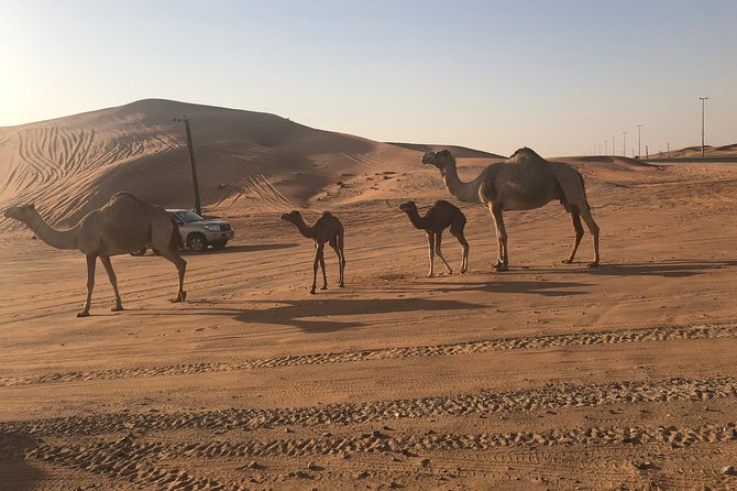 Dubai Red Dunes Desert Safari : Sandboarding, BBQ & Live Shows - Why the red dunes make this safari different