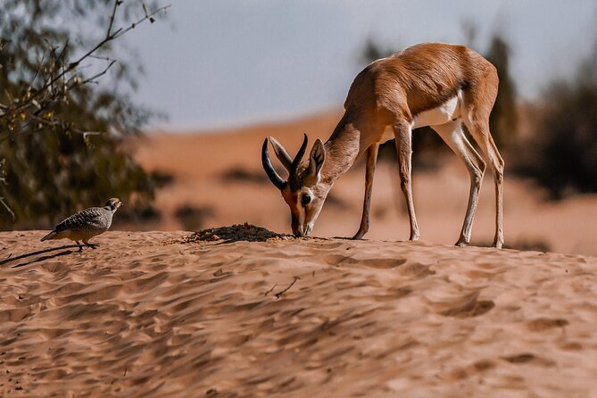 Dubai Red Dunes Safari: Dune Bashing, Camel Ride & Breakfast - Practical booking advice
